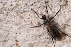 Canon MP-E 1-5x 65mm Macro Lens