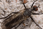 Canon MP-E 1-5x 65mm Macro Lens