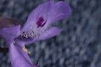 Canon MP-E 1-5x 65mm Macro Lens