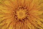 Canon MP-E 1-5x 65mm Macro Lens