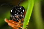 Canon MP-E 1-5x 65mm Macro Lens
