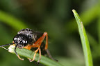 Canon MP-E 1-5x 65mm Macro Lens
