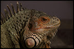 My pet green iguana, called "Žvėris" (Beast).
