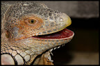 My pet green iguana, called "Žvėris" (Beast).