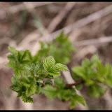 2010 Spring