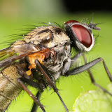 Macro photography