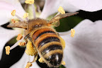 Canon MP-E 1-5x 65mm Macro Lens