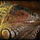 Iguana