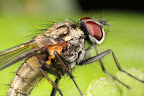 Fly close up