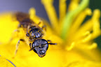 Just a by in the flower