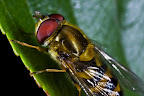 Various shots done with MP-E 1-5x 65mm Macro lens.
