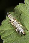 Various shots done with MP-E 1-5x 65mm Macro lens.