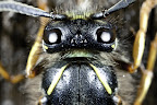 Various shots done with MP-E 1-5x 65mm Macro lens.