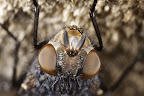 Various shots done with MP-E 1-5x 65mm Macro lens.