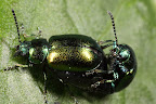 Various shots done with MP-E 1-5x 65mm Macro lens.