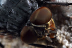 Various shots done with MP-E 1-5x 65mm Macro lens.
