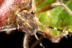 Various shots done with MP-E 1-5x 65mm Macro lens.