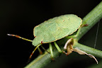 Various shots done with MP-E 1-5x 65mm Macro lens.