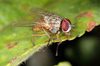 Various shots done with MP-E 1-5x 65mm Macro lens.