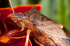 Various shots done with MP-E 1-5x 65mm Macro lens.