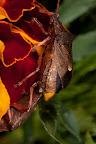 Various shots done with MP-E 1-5x 65mm Macro lens.
