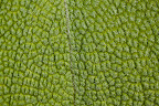 Various shots done with MP-E 1-5x 65mm Macro lens.