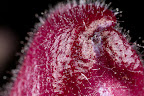 Various shots done with MP-E 1-5x 65mm Macro lens.