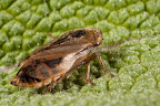 Various shots done with MP-E 1-5x 65mm Macro lens.
