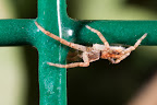 Various shots done with MP-E 1-5x 65mm Macro lens.