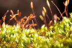 Various shots done with MP-E 1-5x 65mm Macro lens.