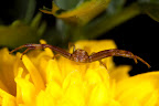 Various shots done with MP-E 1-5x 65mm Macro lens.