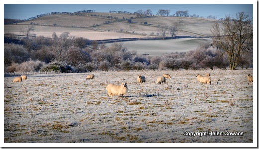 Frost Dec08-13