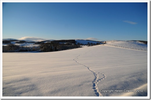 cheviots 2