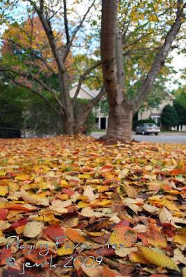 fall 09