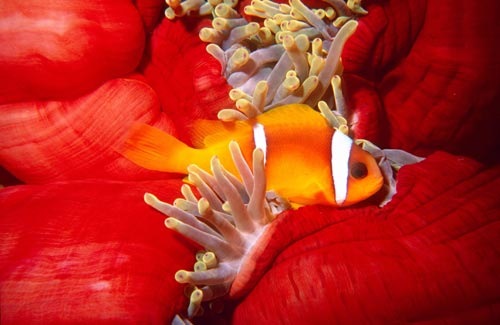 [anemone-fish[4].jpg]