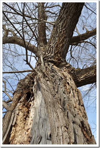 arboretum 069