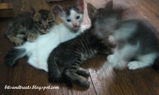 bored kittens, by bitsandtreats bored kittens, by bitsandtreats