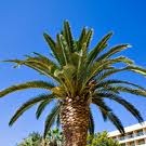 [palm tree[4].jpg]