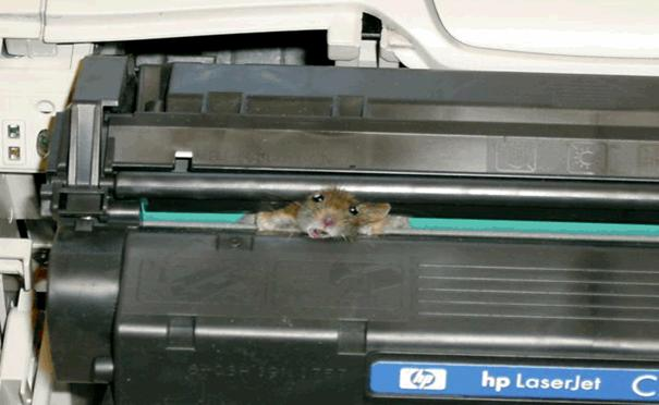 [mouse in printer[3].png]