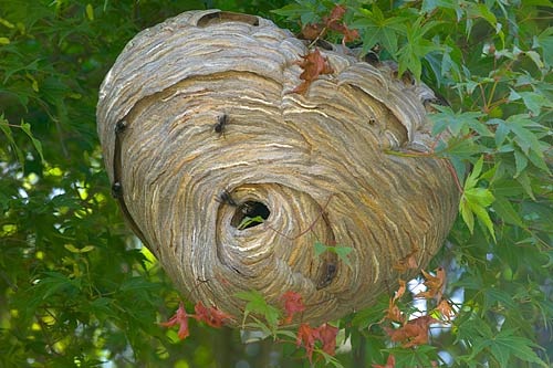 [hornets nest[6].jpg]