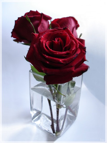 [Roses_by_LisaLins[8].jpg]