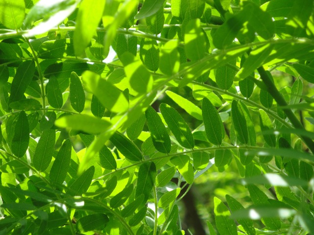 [green3.jpg]