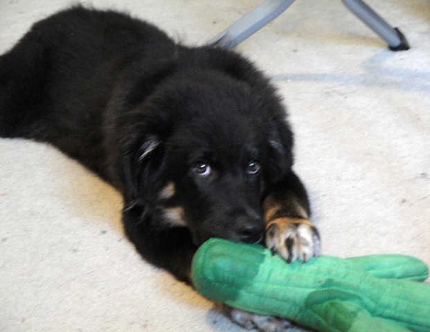 [Cooper chew toy 2[3].jpg]