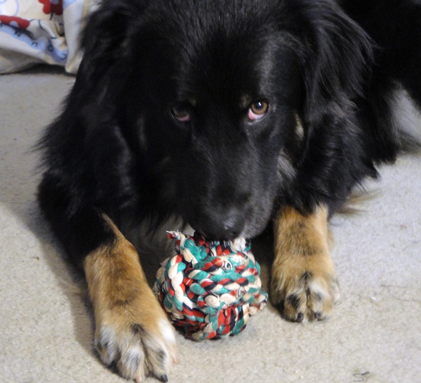 [Cooper chew[3].jpg]