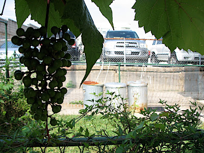 Hampden grapes.