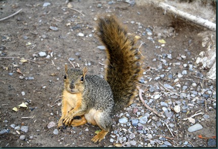 Squirrel 021