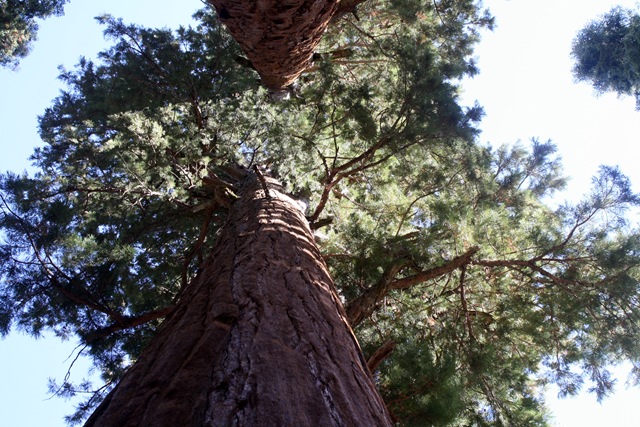 [Sequoia National Park 161[3].jpg]