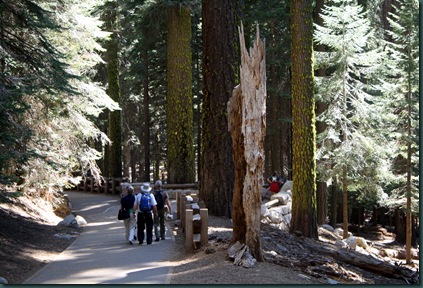 Sequoia National Park 147