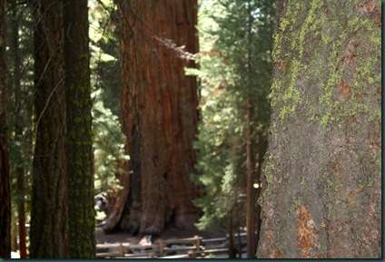 Sequoia National Park 154