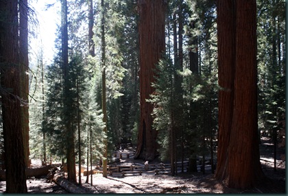 Sequoia National Park 149 Sequoia National Park 149